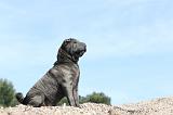 SHAR-PEI 233